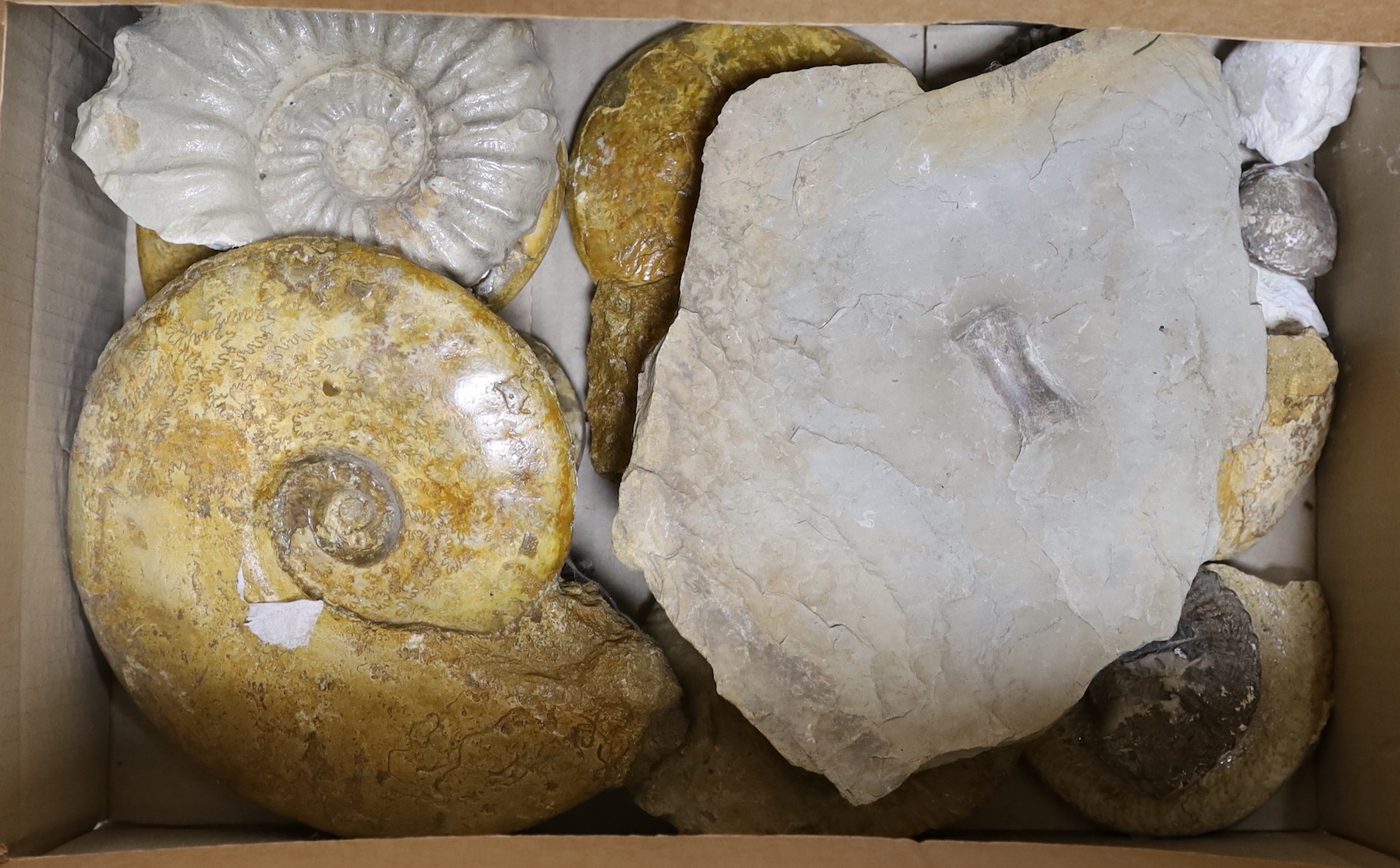 A collection of fossil ammonites and molluscs, The largest 30.5 cm across